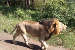 The Nairobi National Park
