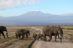 Three-Day Safari to Amboseli
