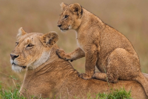 Three-Day Safari to Masai Mara
