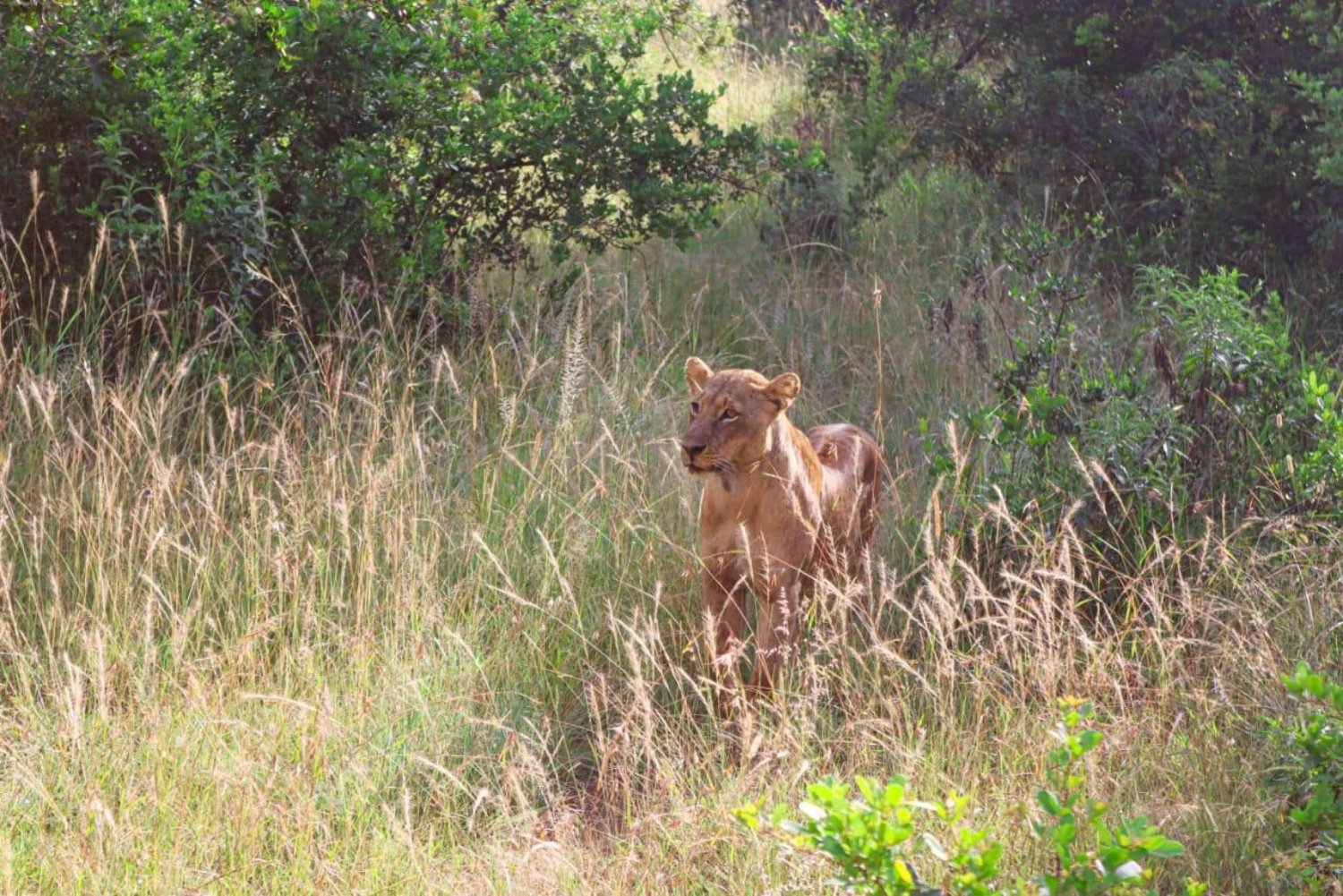 Parco Nazionale di Nairobi: Tour privato in Landcruiser 4X4