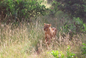 Nairobi nationalpark: Privat tur i en 4X4 Landcruiser