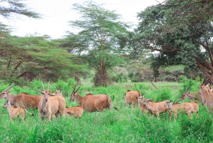 Nairobi nationalpark: Privat tur i en 4X4 Landcruiser