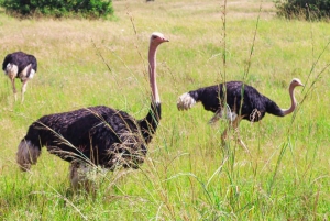 Nairobi nationalpark: Privat tur i en 4X4 Landcruiser