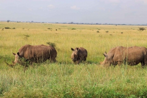 Nairobi nationalpark: Privat tur i en 4X4 Landcruiser