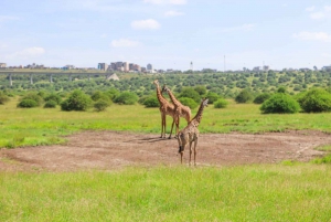 Nairobi nationalpark: Privat tur i en 4X4 Landcruiser
