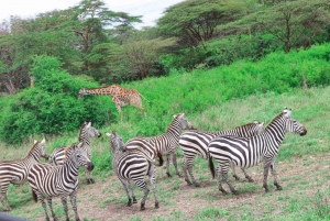 Nairobi nationalpark: Privat tur i en 4X4 Landcruiser
