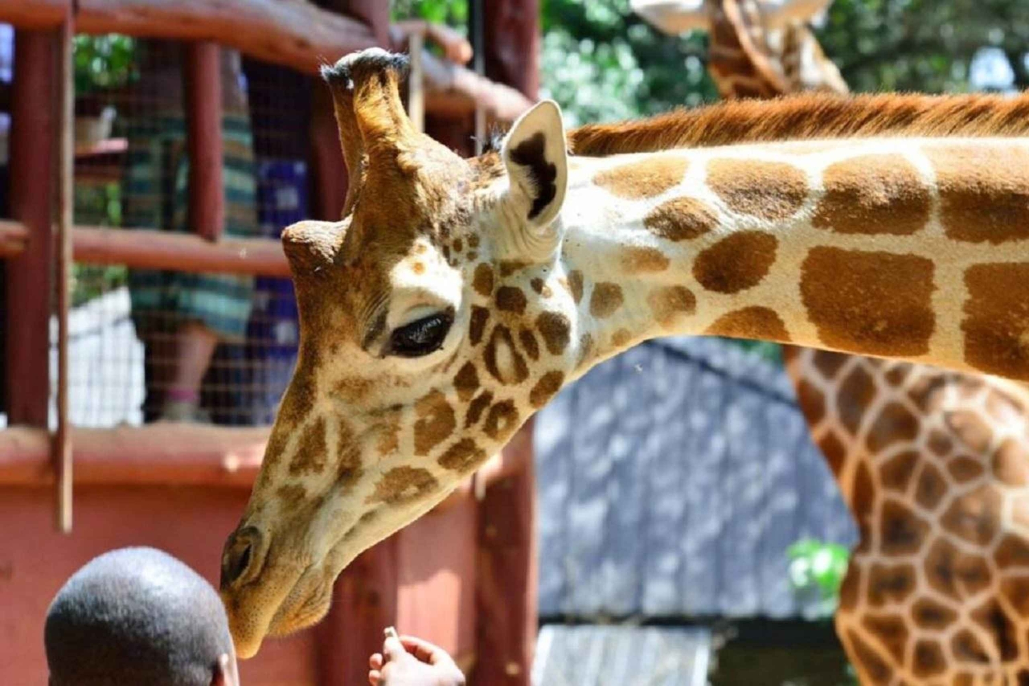 Visita ao Centro das Girafas a partir de Nairobi