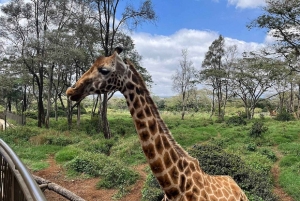Visita ao Centro das Girafas a partir de Nairobi