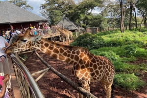 Visita ao Centro das Girafas a partir de Nairobi