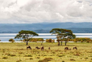 Tour to Hells Gate National Park and Lake Naivasha Boat Ride