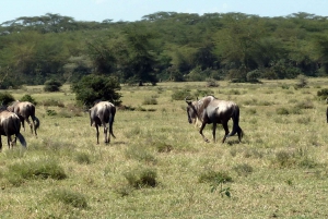 Tour to Hells Gate National Park and Lake Naivasha Boat Ride