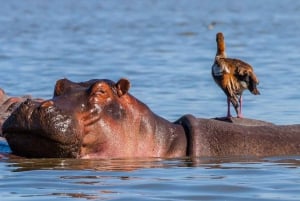 Tour to Hells Gate National Park and Lake Naivasha Boat Ride