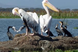 Tour to Hells Gate National Park and Lake Naivasha Boat Ride