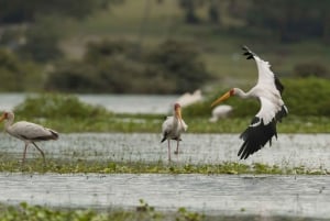 Tour to Hells Gate National Park and Lake Naivasha Boat Ride