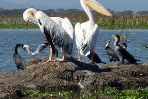 ヘルズ ゲート国立公園とナイバシャ湖ボート ライドへのツアー