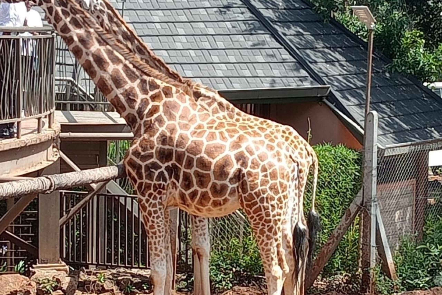 WYCIECZKA DO KAREN BLIXEN, CENTRUM ŻYRAF I LUNCH W CARNIVORE