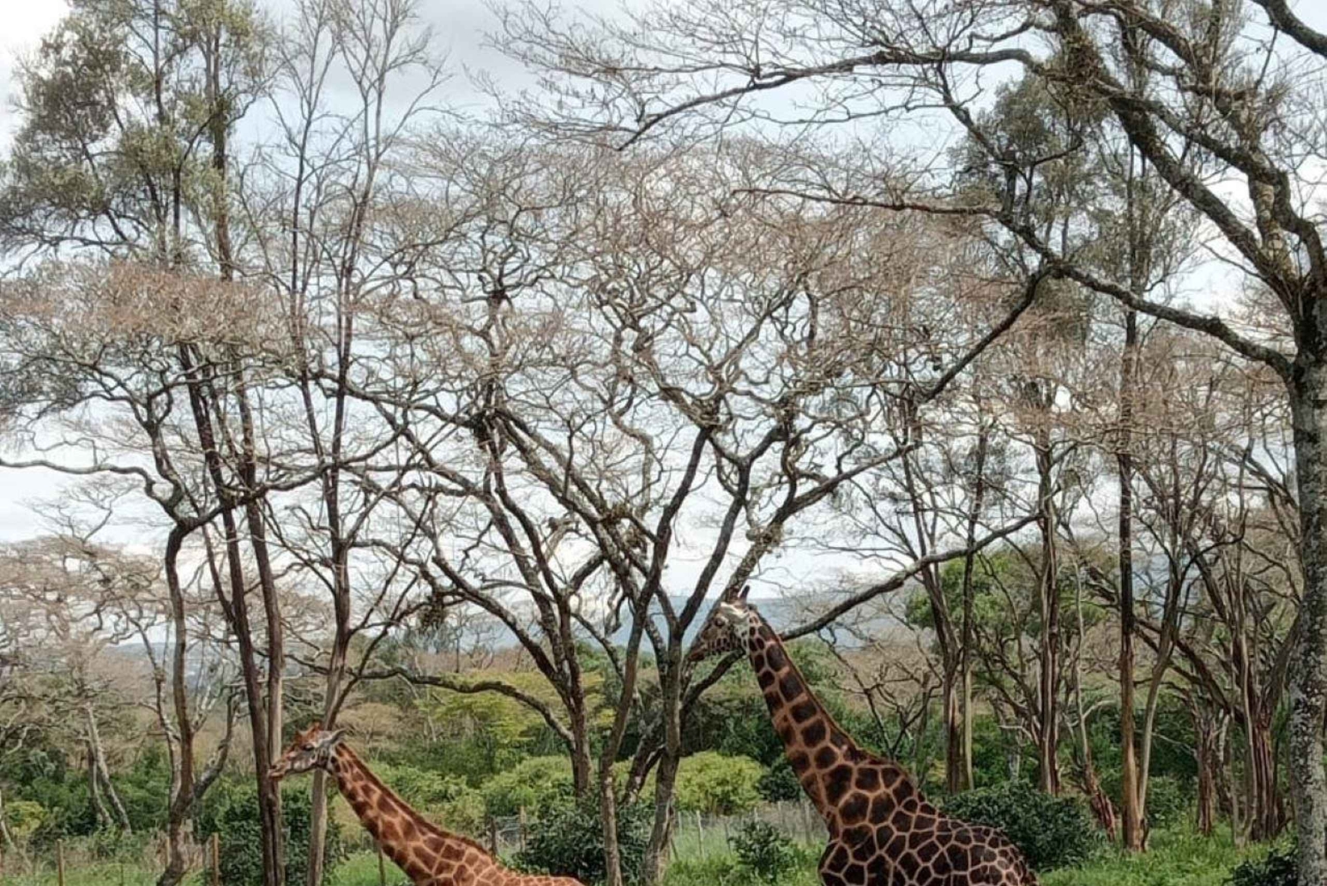 WYCIECZKA DO KAREN BLIXEN, CENTRUM ŻYRAF I LUNCH W CARNIVORE