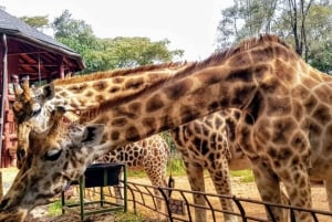 Nairobi Park, valfritt Giraffe Centre & Sheldrick Orphanage