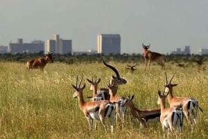 Nairobi Park, valfritt Giraffe Centre & Sheldrick Orphanage