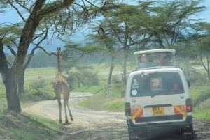 Tsavo Amboseli & Tsavo Ekspedition Safari-tur