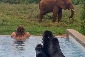 Tsavo East 2-Day Safari with Night Game Drive