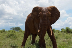 Tsavo East 2-Day Safari with Night Game Drive