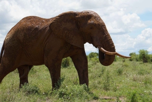 Tsavo East 2-Day Safari with Night Game Drive