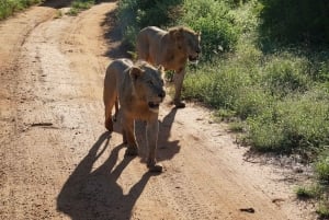 Tsavo East 2-Day Safari with Night Game Drive