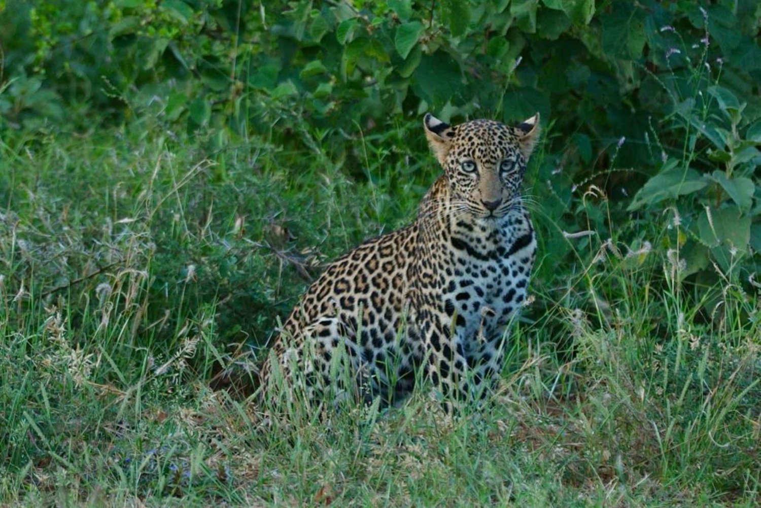 Safari i Tsavo East og Tsavo West Sanctuary