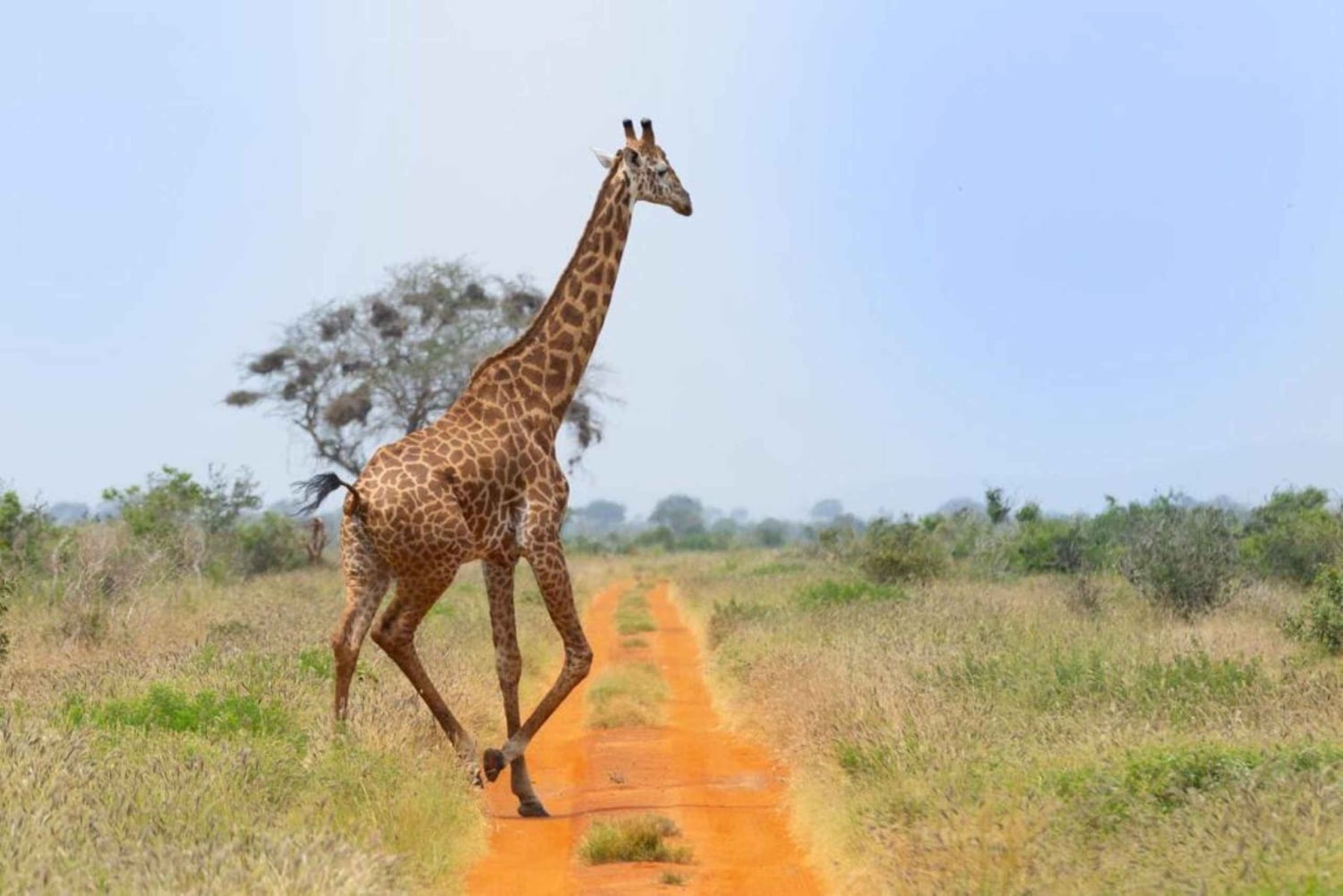 Safári nos santuários de Tsavo East e Tsavo West