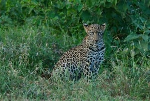 Tsavo East and Tsavo West Sanctuary Safari