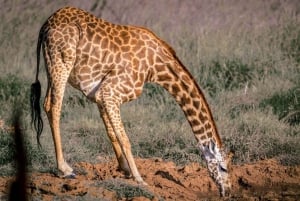 Tsavo East and Tsavo West Sanctuary Safari