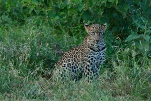 Tsavo East and Tsavo West Sanctuary Safari