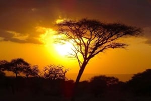 Tsavo East and Tsavo West Sanctuary Safari