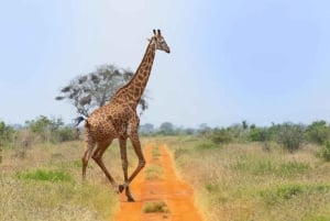 Safári nos santuários de Tsavo East e Tsavo West
