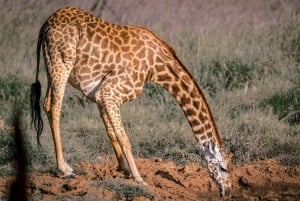 Safári nos santuários de Tsavo East e Tsavo West