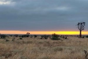 Safári nos santuários de Tsavo East e Tsavo West