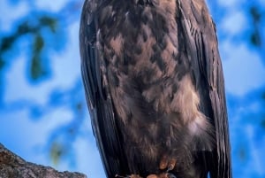 Safári nos santuários de Tsavo East e Tsavo West