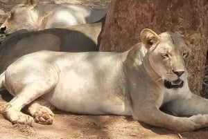 Safári nos santuários de Tsavo East e Tsavo West