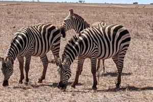 Safári nos santuários de Tsavo East e Tsavo West