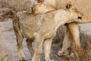 Safári nos santuários de Tsavo East e Tsavo West