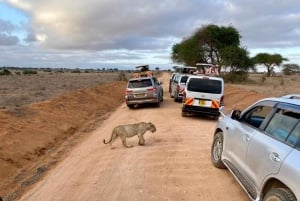 Safári nos santuários de Tsavo East e Tsavo West