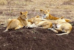 Safári nos santuários de Tsavo East e Tsavo West