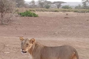 Safári nos santuários de Tsavo East e Tsavo West