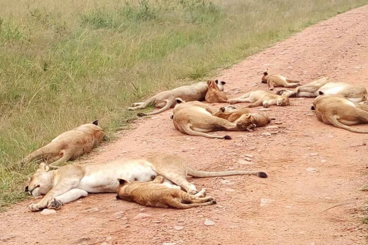 Tsavo East and West: 3- Day Wildlife Safari From Mombasa in Kenya
