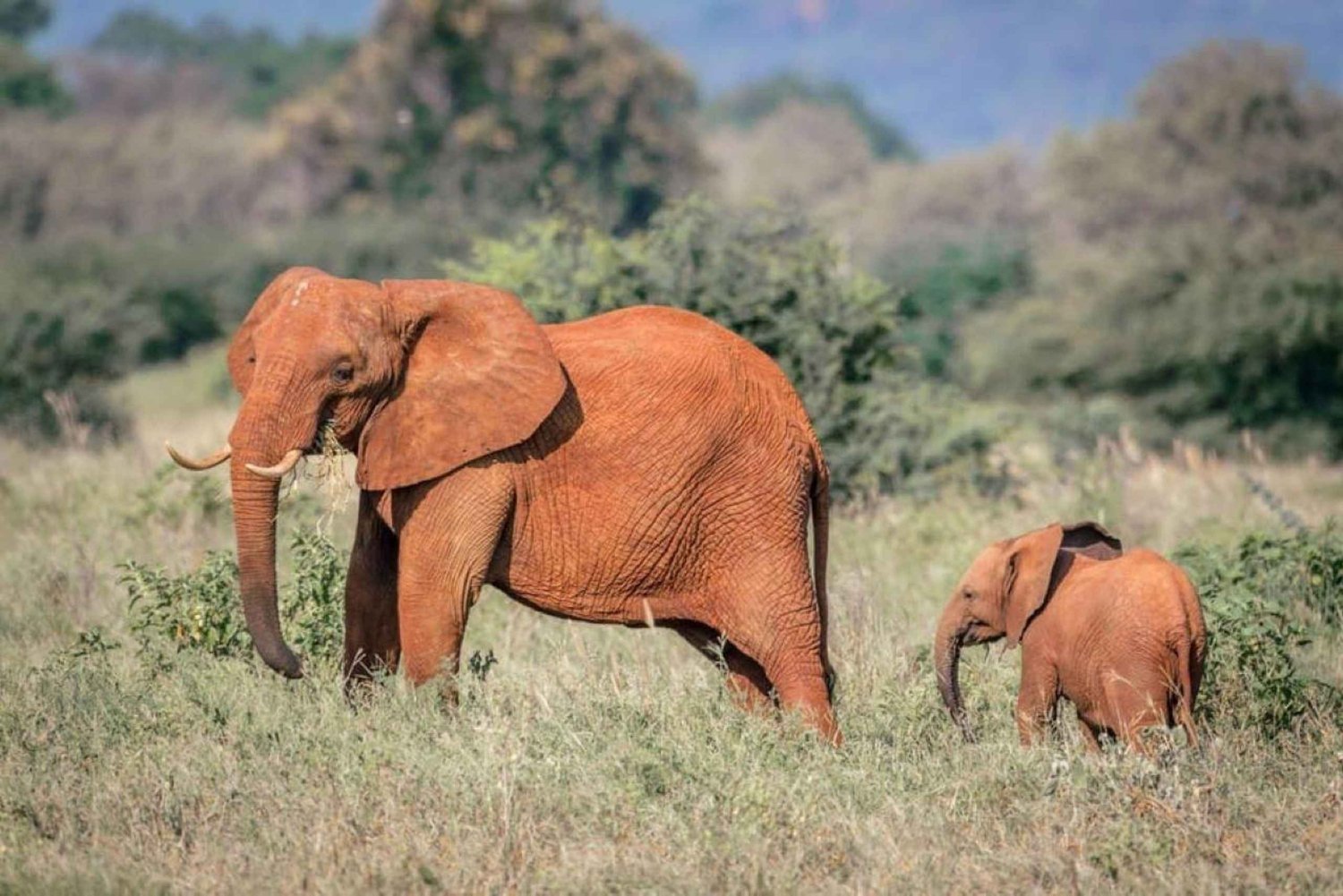 Tsavo East from Mombasa /Port/Diani- Small Group