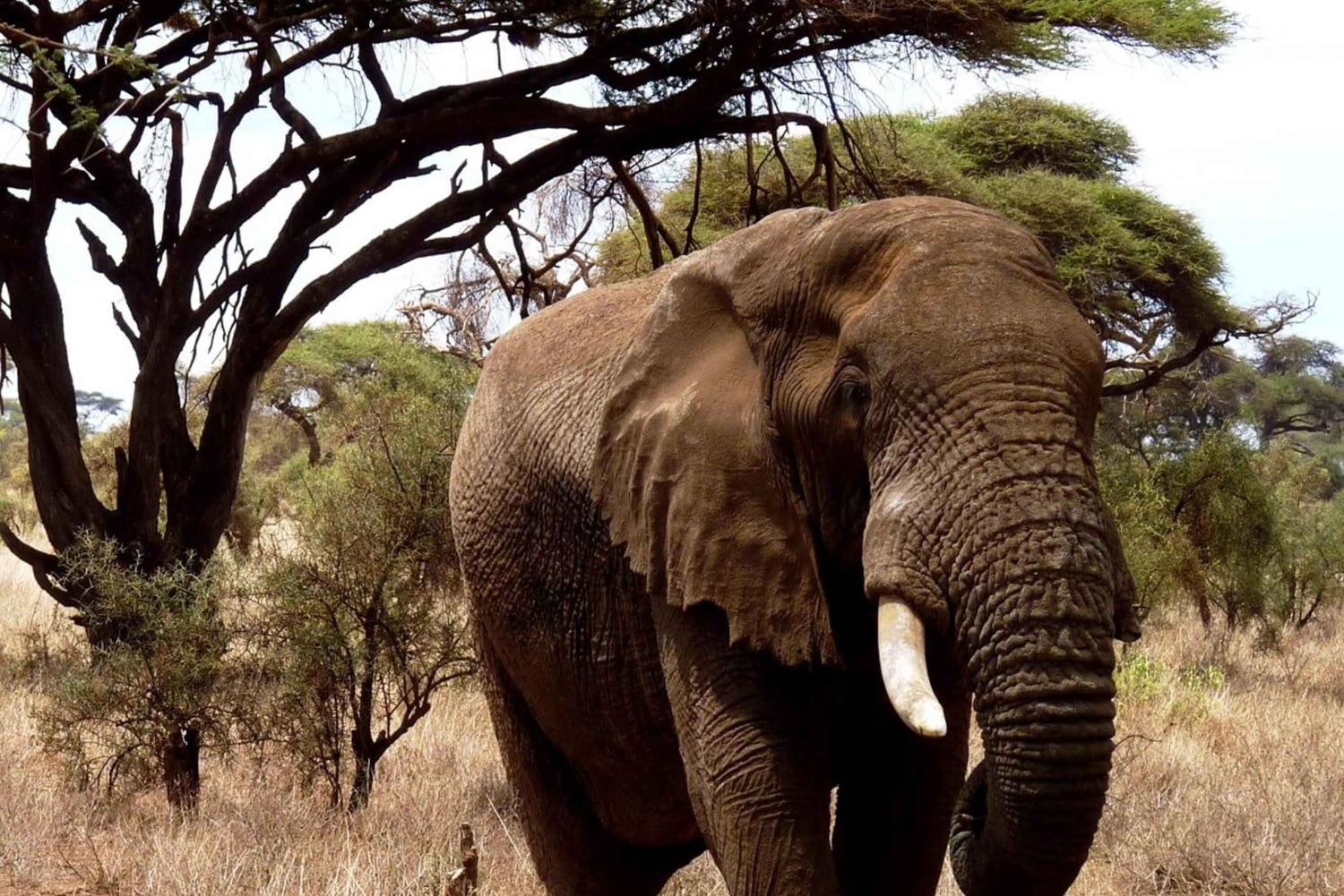 Tsavo East nasjonalpark: 2-dagers safari med losji