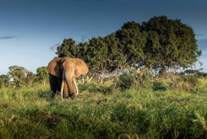 Tsavo East nasjonalpark: 2-dagers safari med losji