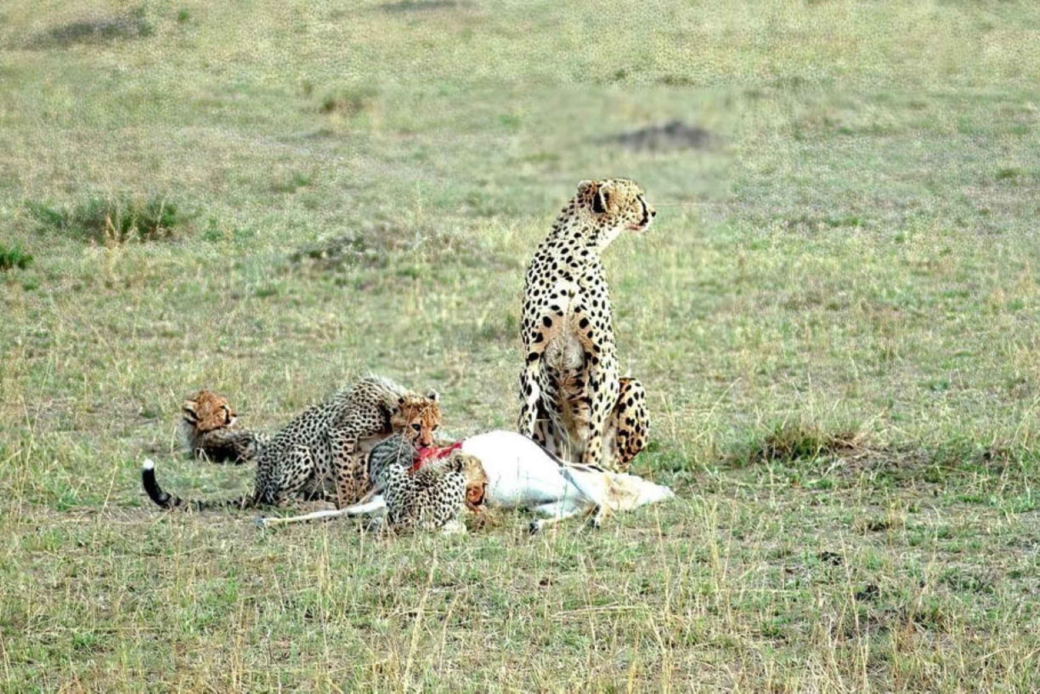 Parque Nacional Tsavo East: excursão de 2 dias saindo de Mombasa