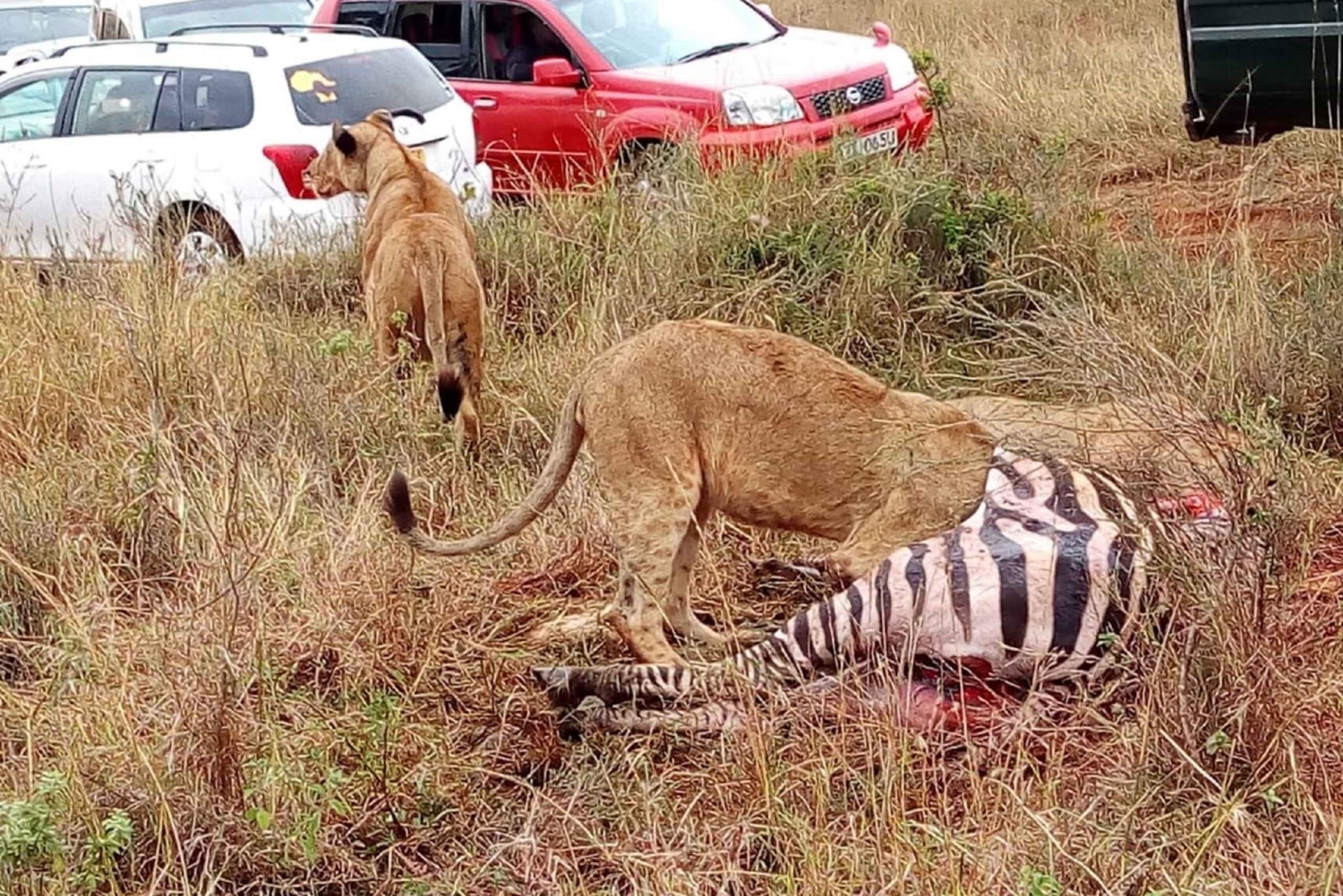 Tsavo East nasjonalpark: 2-dagers tur fra Mombasa
